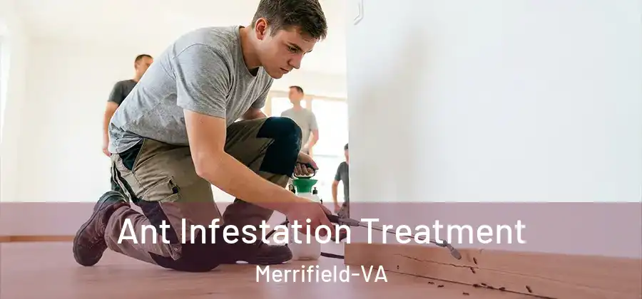 Ant Infestation Treatment Merrifield-VA