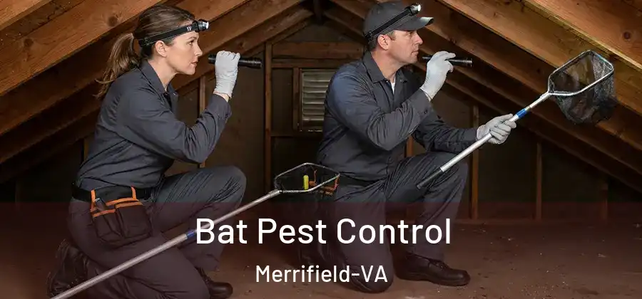 Bat Pest Control Merrifield-VA