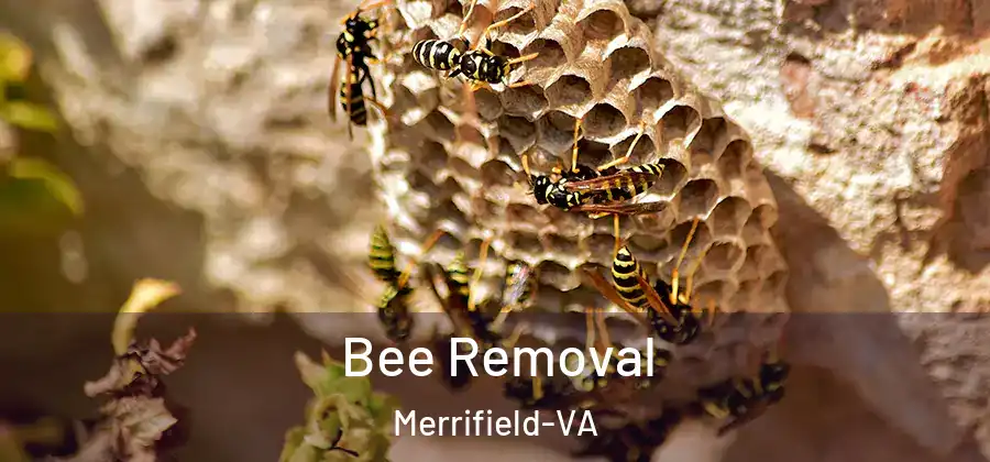 Bee Removal Merrifield-VA