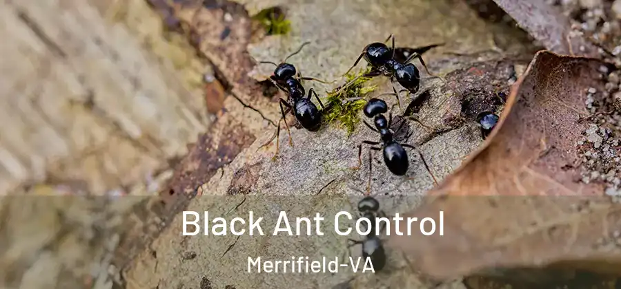  Black Ant Control Merrifield-VA