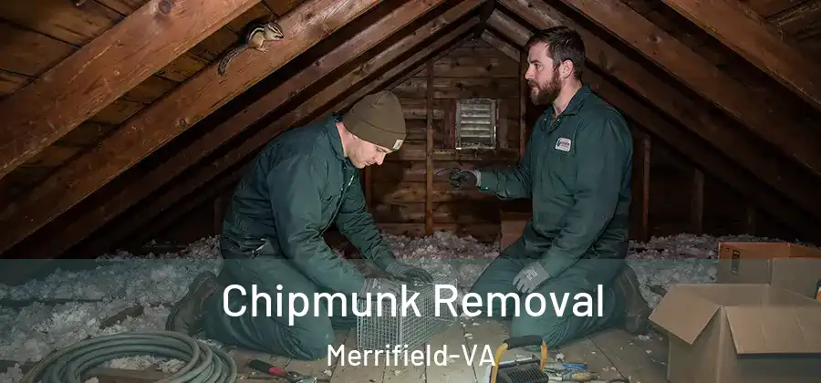 Chipmunk Removal Merrifield-VA