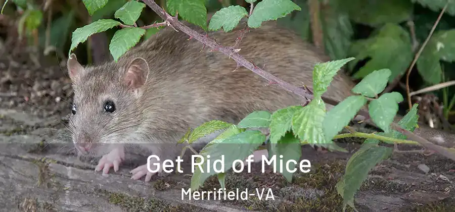 Get Rid of Mice Merrifield-VA