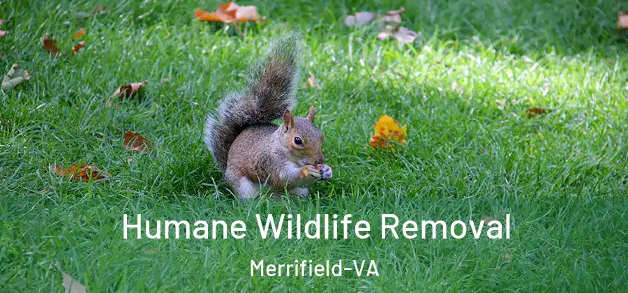  Humane Wildlife Removal Merrifield-VA