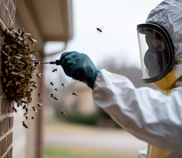 Your Bee Removal Company in Merrifield, VA