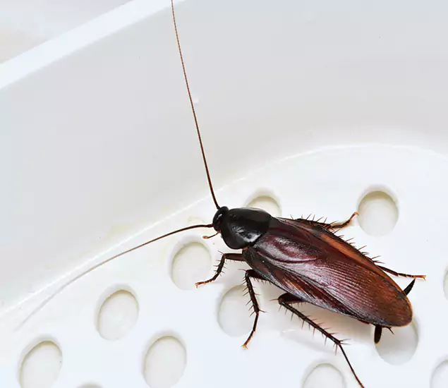 Trusted Cockroach Exterminator: Your Roach Control Services in Merrifield, VA