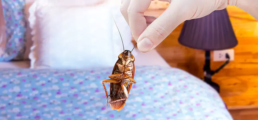 Fast Roach Elimination in Merrifield