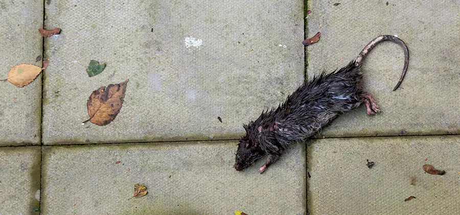 Mice in the Attic Removal in Merrifield