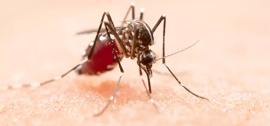 Pond Mosquito Control and Water Treatment in Merrifield