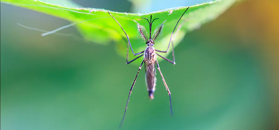 Home Defense Insect Killer in Merrifield