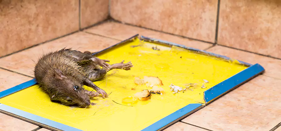 Mouse and Rat Control in Merrifield