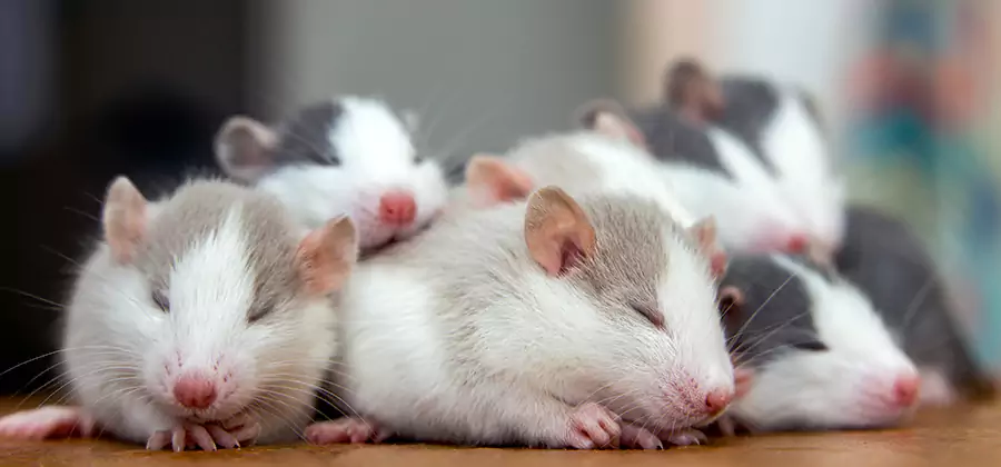 Rat Infestation Exclusion Service in Merrifield