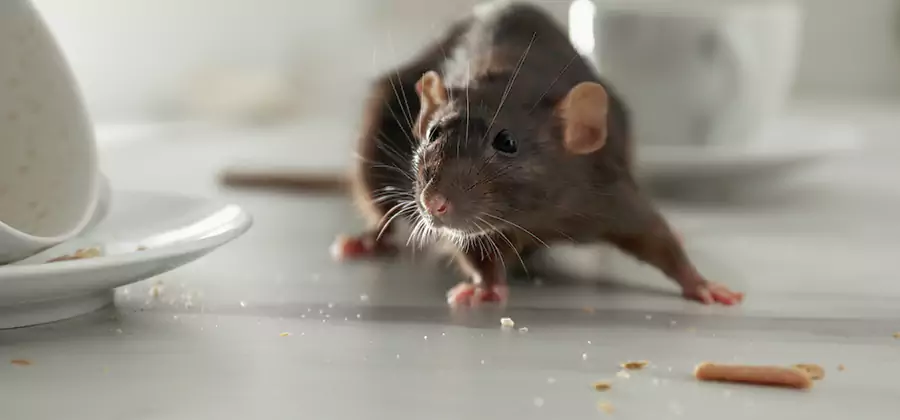 Attic Rat Exclusion Service in Merrifield