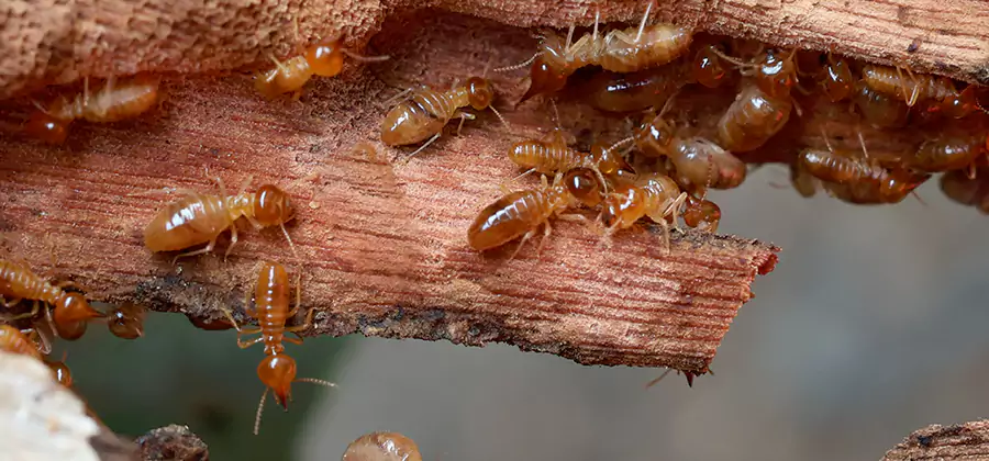 Wood Preservation Termite Treatment in Merrifield