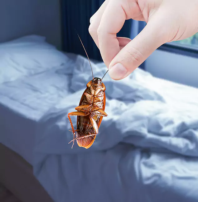 Why Choose Merrifield Pest Control Pro for Bed Bug Extermination in Merrifield, VA?