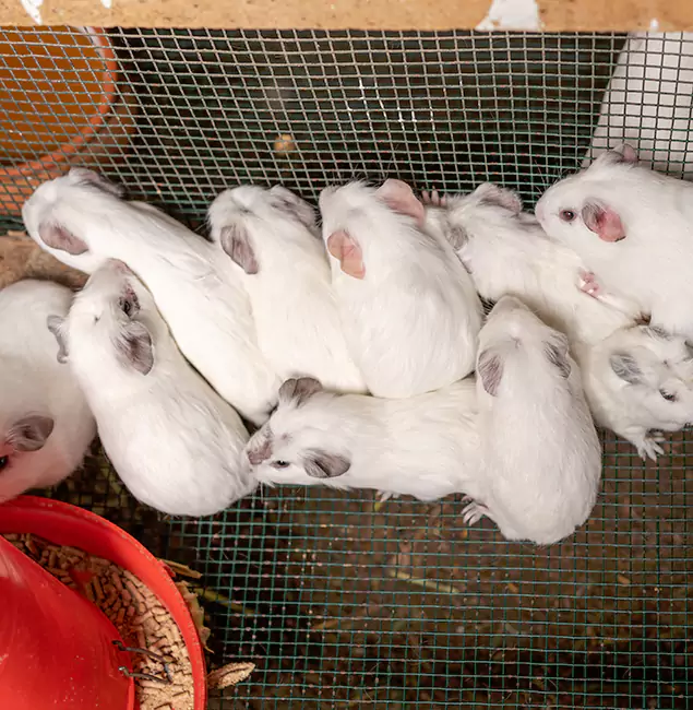 Why Choose Merrifield Pest Control Pro for Rat Infestation in Merrifield, VA?