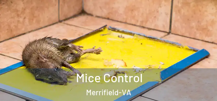 Mice Control Merrifield-VA
