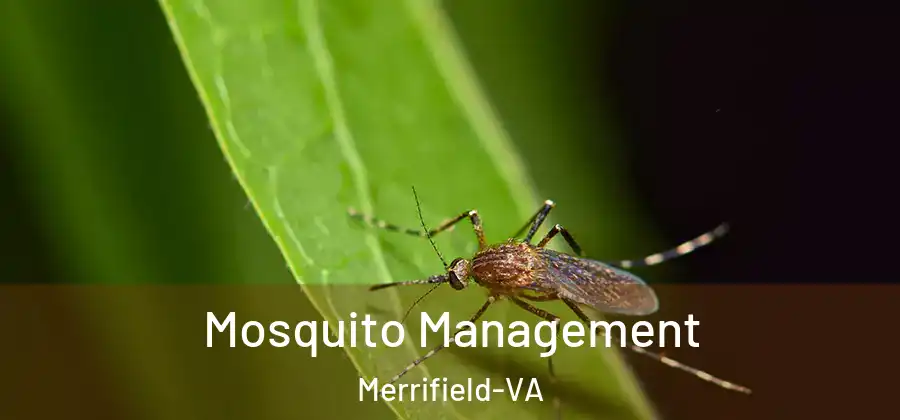 Mosquito Management Merrifield-VA