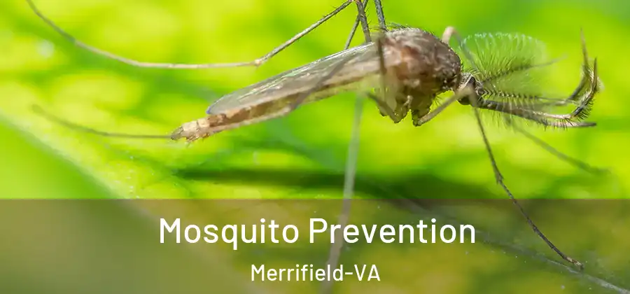  Mosquito Prevention Merrifield-VA
