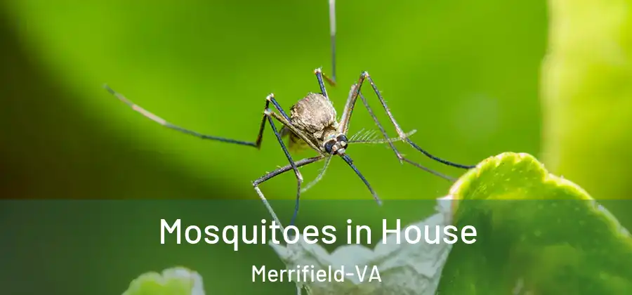 Mosquitoes in House Merrifield-VA