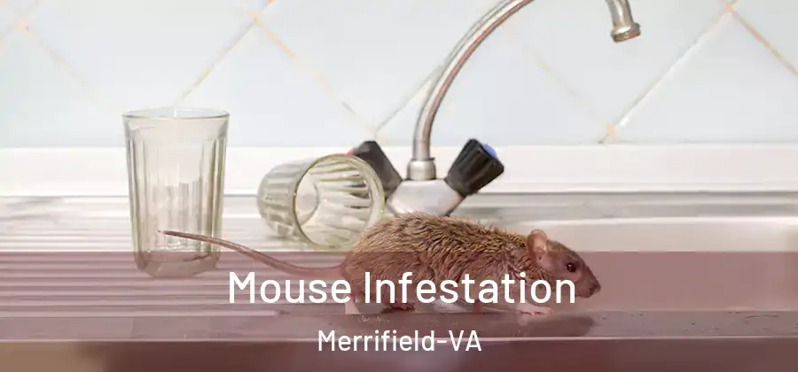 Mouse Infestation Merrifield-VA