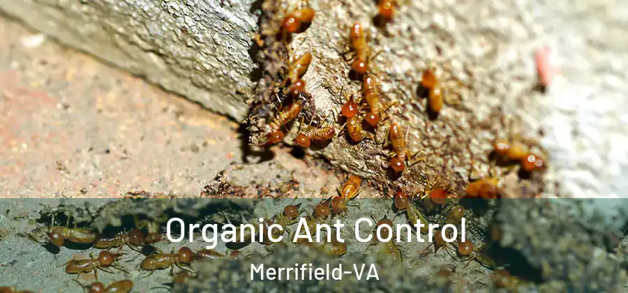  Organic Ant Control Merrifield-VA
