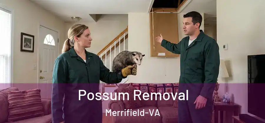 Possum Removal Merrifield-VA