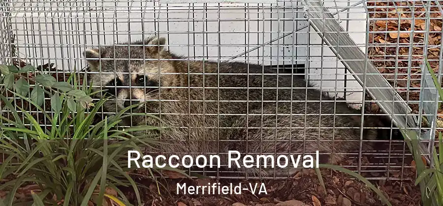 Raccoon Removal Merrifield-VA