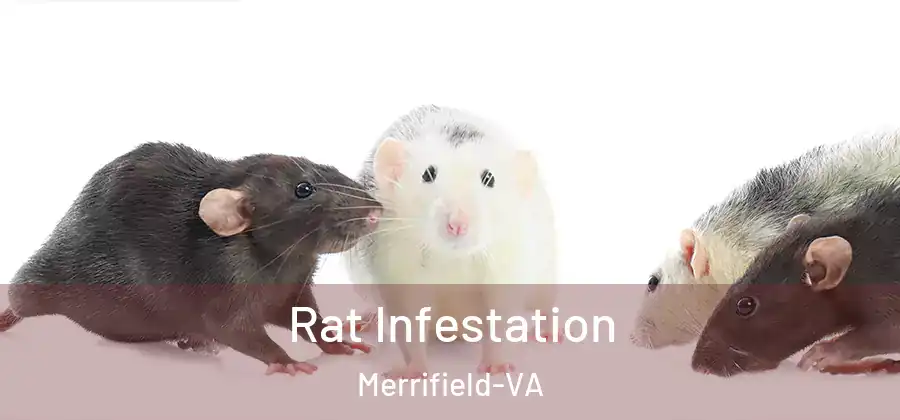  Rat Infestation Merrifield-VA