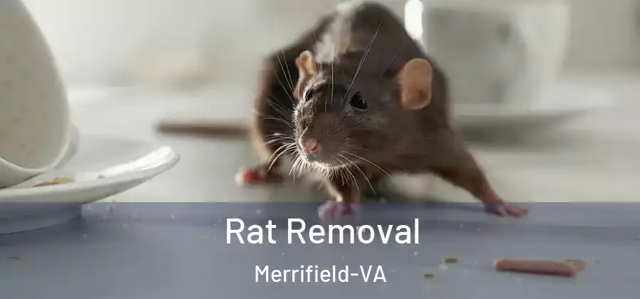 Rat Removal Merrifield-VA