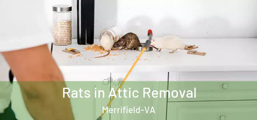 Rats in Attic Removal Merrifield-VA