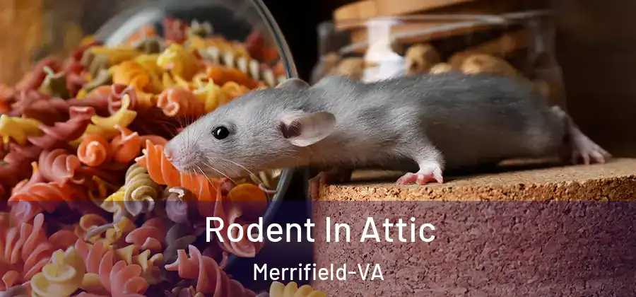 Rodent In Attic Merrifield-VA