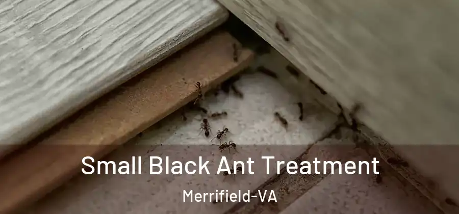 Small Black Ant Treatment Merrifield-VA
