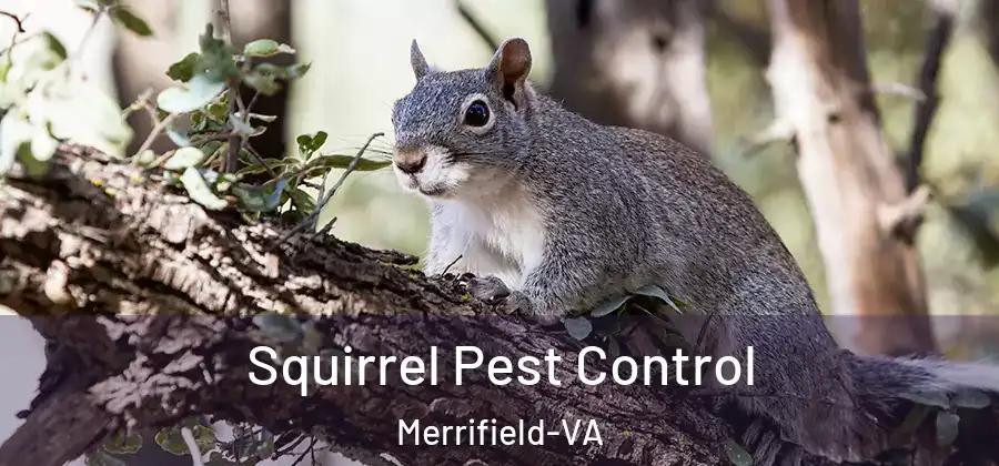  Squirrel Pest Control Merrifield-VA