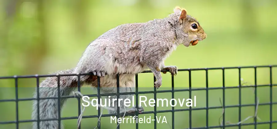  Squirrel Removal Merrifield-VA