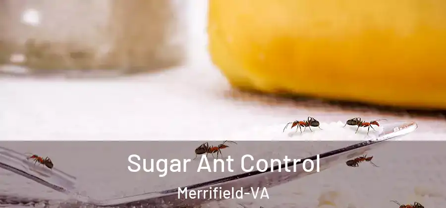 Sugar Ant Control Merrifield-VA