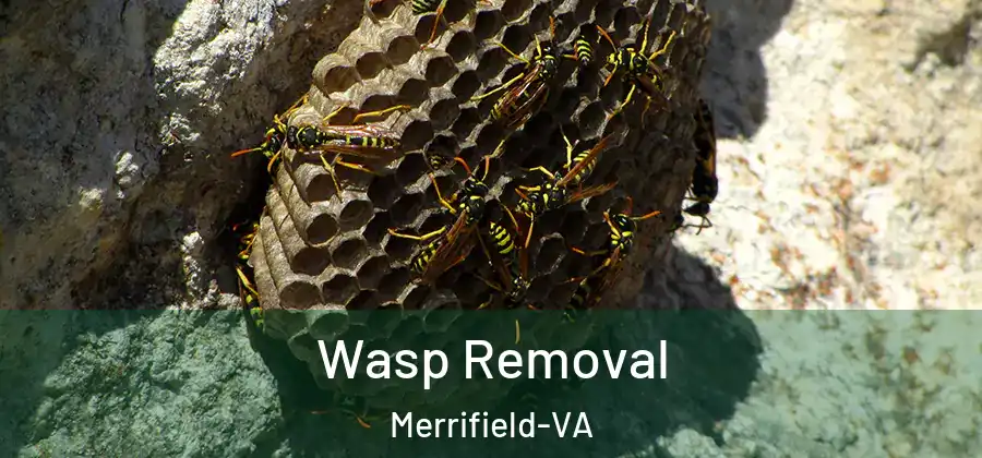 Wasp Removal Merrifield-VA